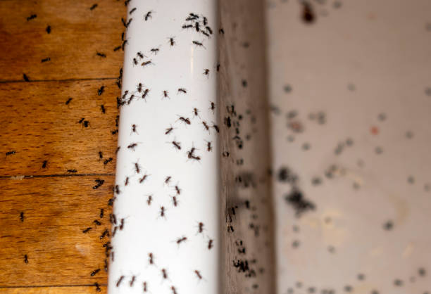 Best Residential Pest Control  in Hoback, WY