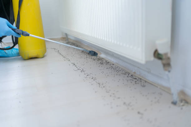 Wasp Removal Services in Hoback, WY